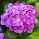 Саженцы Яскрава Гортензия Bouquet Rose контейнер 2.0 л (58852) - изображение 1