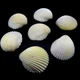 Морські раковини гребінець коклес білий WHITE COCKLES, розмір: довжина 4-5 см - зображення 2