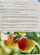 Фунгіцид Міравіс 3мл, Syngenta - изображение 4
