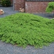Можжевельник Green Carpet 40 см - изображение 2