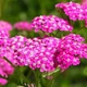 Тысячелистник Cerise Queen P9 - изображение 1