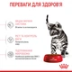 Сухий корм для стерилізованих кошенят Royal Canin Kitten Sterilised , 2 кг - зображення 7