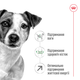 Сухой корм для собак малых пород старше 12 лет Royal Canin Mini Ageing 12+ , 800 г - изображение 6