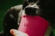 Миска медленного кормления собак LickiMat Yoggie Pot Pink (LM5301PK-DR) - изображение 5