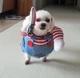 Костюм для маленьких собак до 4.5кг Розмір S Good Dogs Red Blue - зображення 11