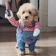 Костюм для маленьких собак до 4.5кг Розмір S Good Dogs Red Blue - зображення 13
