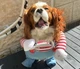 Костюм для маленьких собак до 4.5кг Розмір S Good Dogs Red Blue - зображення 15