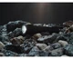 Ліхтар Armytek Prime C2 Magnet USB White - изображение 5