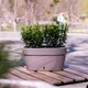 Горщик з автополивом Santino ASTI Window box 5,2 л шаде-білий (AST300SHD/WHT) - зображення 2
