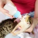 Набір для годування щенят: Молочна суміш Markus-Muhle Puppy Milk + пляшка Pet Nursing Bottle Kit - зображення 6
