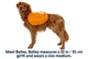 Шлейка-рюкзак для собаки Ruffwear Approach™ XS Оранжевый (50103-815S1) - изображение 2