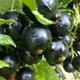 Саженцы смородины черной Ориана - средне-ранняя, крупноплодная, ароматная - изображение 2
