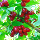 Саджанці Кизилу Євгенія - середній, урожайний, зимостійкий - зображення 3
