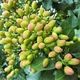 Саженцы фисташки Кале Гучи (Джамбо) - неприхотливая, скороспелая, крупноплодная - изображение 3