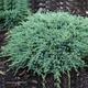 Саджанці Ялівцю лускатого Блю Карпет (Juniperus squamata Blue Carpet) Р9 - зображення 7
