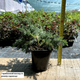 Саджанці Ялівцю лускатого Блю Карпет (Juniperus squamata Blue Carpet) Р9 - зображення 8