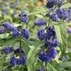Каріоптеріс кландонський 'Kew Blue'. Контейнер 3 л - зображення 2