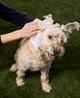 Біорозкладні вологі серветки для собак Natural Dog Company Grooming Wipes розмір XL 50 шт - зображення 5