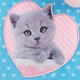 Рюкзак каркасный Kite Studio Pets SP24-555S-1 - изображение 5