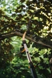 Fiskars Пила-насадка для сучкорізів PowerGear, 47см, 200г (для UPX86, UPX82) - зображення 3