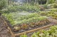 Zestaw do nawadniania Gardena Micro-Drip-System (13450-20.000.00) - obraz 6
