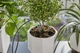 Набір Gardena Holiday Watering для поливу в вихідні дні (13366-20.000.00) - зображення 8