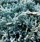 Саженцы Можжевельника горизонтального Айс Блю (Juniperus horizontalis Icee Blue) Р9 - изображение 3