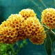 Саджанці Буддлеї Давида Сан Голд (Buddleja davidii Sungold) Р9 - зображення 1