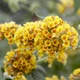 Саджанці Буддлеї Давида Сан Голд (Buddleja davidii Sungold) Р9 - зображення 2
