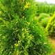 Саджанці Туї західної Смарагд Варієгата (Thuja occidentalis Smaragd Variegata) Р9 - зображення 1