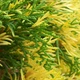 Саджанці Туї західної Смарагд Варієгата (Thuja occidentalis Smaragd Variegata) Р9 - зображення 4