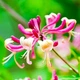 Саджанці Жимолості капріфоль (Lonicera caprifolium) Р9 - зображення 1