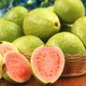Саджанці гуави звичайної, гуаява (Psidium Guajava) - великоплідна, вітамінна - зображення 2