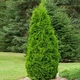 Саженцы Туи Восточной Пирамидалис (Thuja orientalis Pyramidalis) Р9 - изображение 1