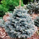 Саджанці Ялини колючої Роял Блу (Picea pungens 'Royal Blue') Р9 - зображення 1