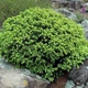 Саженцы Ели канадской Эхиниформис (Picea glauca Echiniformis) Р9 - изображение 1