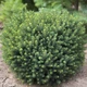 Саженцы Ели канадской Эхиниформис (Picea glauca Echiniformis) Р9 - изображение 3