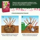 Твердое удобрение Compo длительного действия для роз 2 кг (3589/4008398135898) - изображение 7