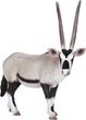 Figurka Mojo Antelope Oryx 12 cm (5031923872424) - obraz 1