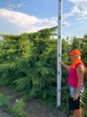 Ялівець середній 'Pfizeriana Aurea'. Контейнер 3 л - зображення 2