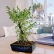 Бонсай Серісса японська Bonsai Serissa, высота 35-40см, керамічний горщик - изображение 1
