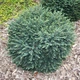 Саджанці Ялини сербської Карел (Picea omorika Karel) Р9 - зображення 2