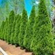 Саджанці Туї західної Смарагд (Thuja occidentalis Smaragd) - 4-х річна С3 - зображення 1