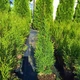 Саджанці Туї західної Смарагд (Thuja occidentalis Smaragd) - 4-х річна С3 - зображення 3