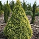 Саженцы Ели канадской Рейнбоуз Энд (Picea glauca Rainbow's Еnd) Р9 - изображение 1