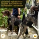 Шлея-поддержка OneTigris Invictus Support Harness для собак Черный М (161358) - изображение 5