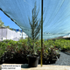 Саджанці Ялівцю скельного Блю Арроу (Juniperus scopulorum Blue Arrow) С2 - зображення 6
