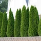 Саженцы Туи западной Холмструп (Thuja occidentalis Holmstrup) Р9 - изображение 1