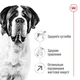 Сухий корм для дорослих собак гіганських пород Royal Canin Giant Adult 15 кг (домашня птиця) - зображення 2