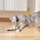 Лазерный ошейник указка для котов автоматический Lazy Toy - изображение 8